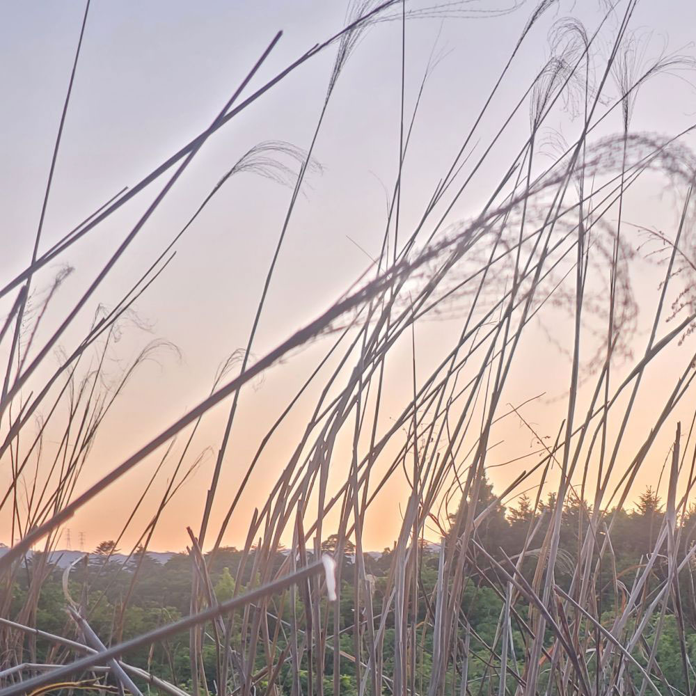 bushcraft campsite minami-soma fukushima  japan