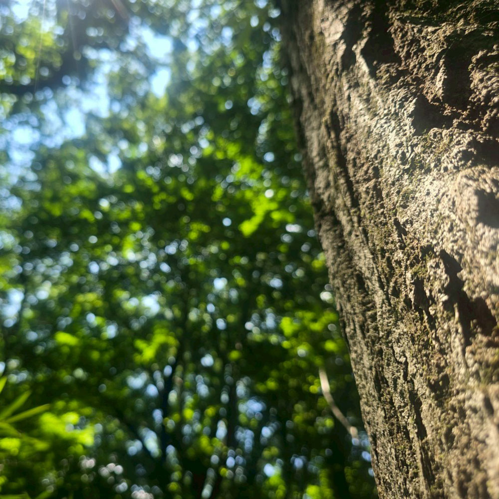 bushcraft campsite nasukogen tochigi japan