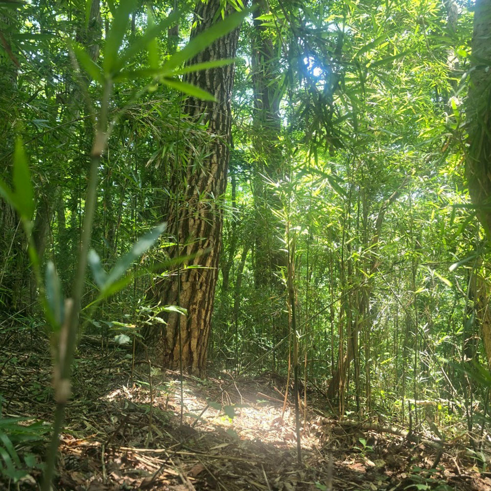 bushcraft campsite nasukogen tochigi japan