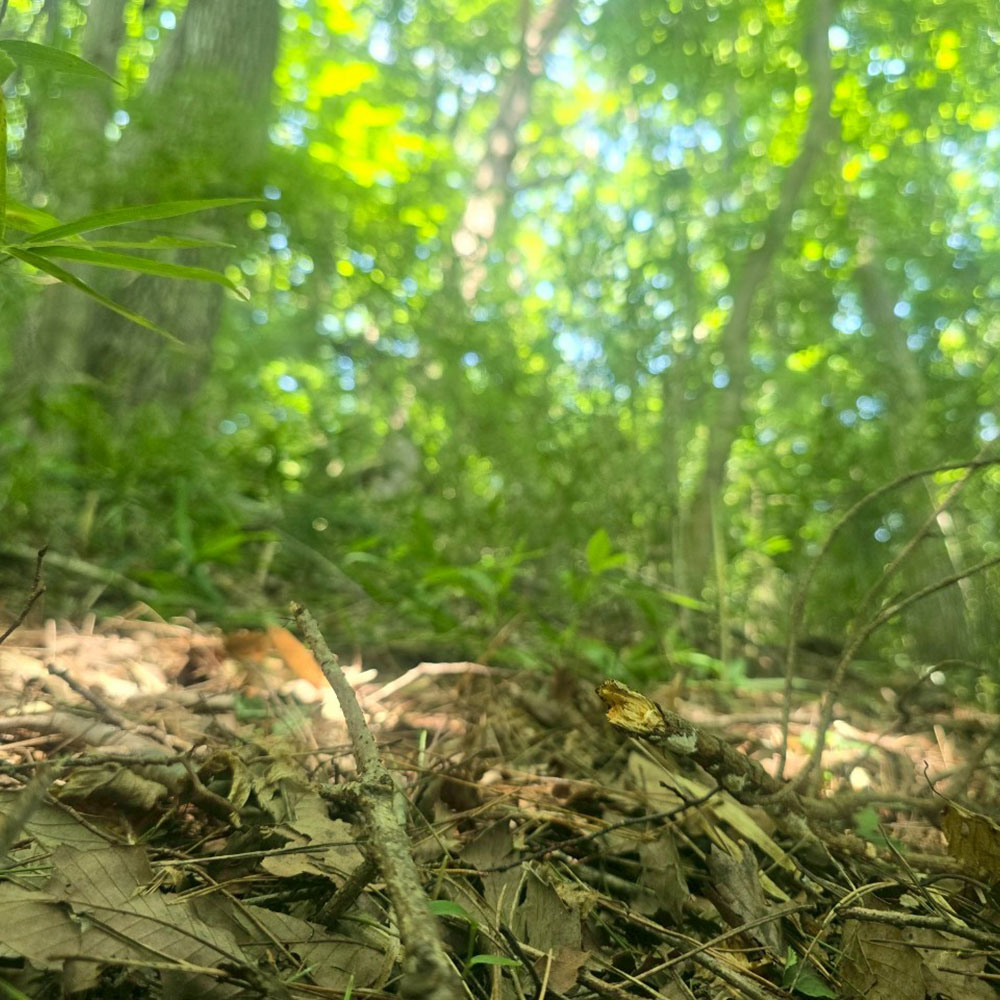 bushcraft campsite nasukogen tochigi japan