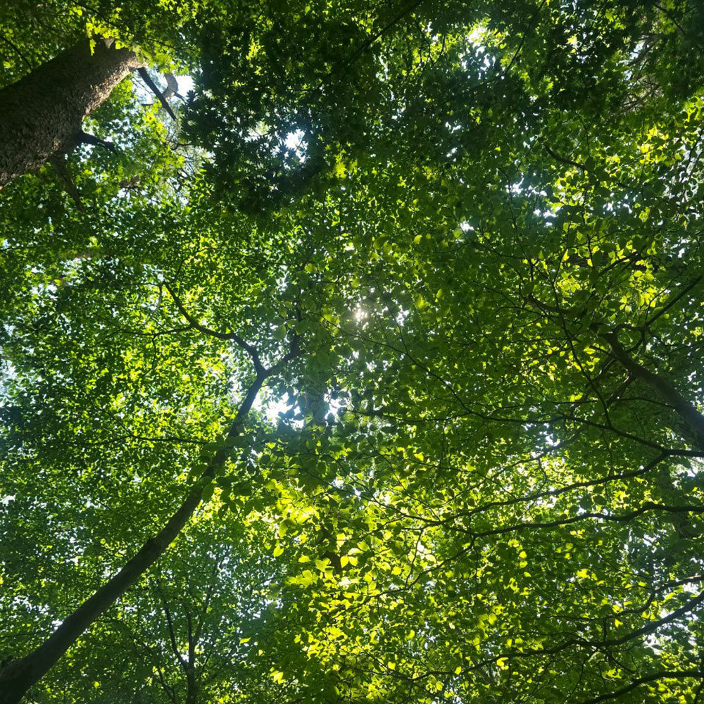 bushcraft campsite nasukogen tochigi japan