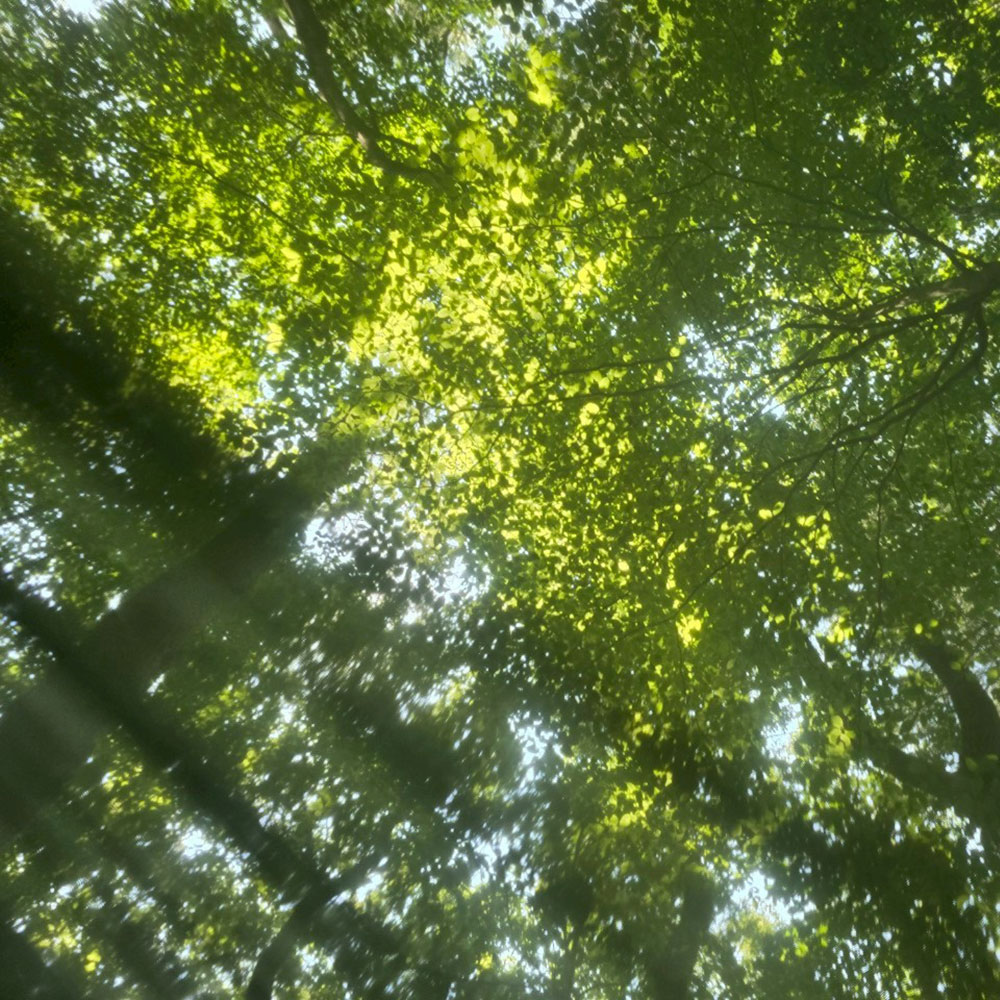 bushcraft campsite nasukogen tochigi japan