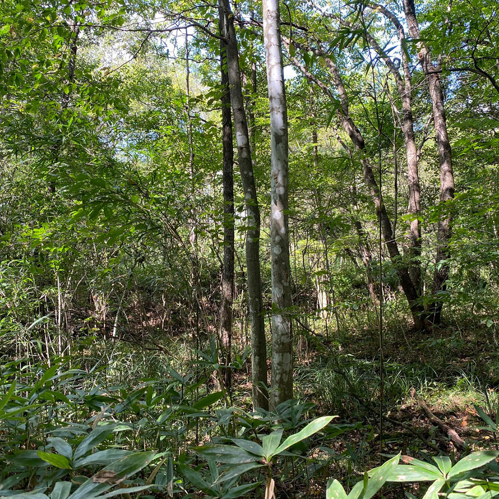bushcraft campsite nishigo fukushima  japan