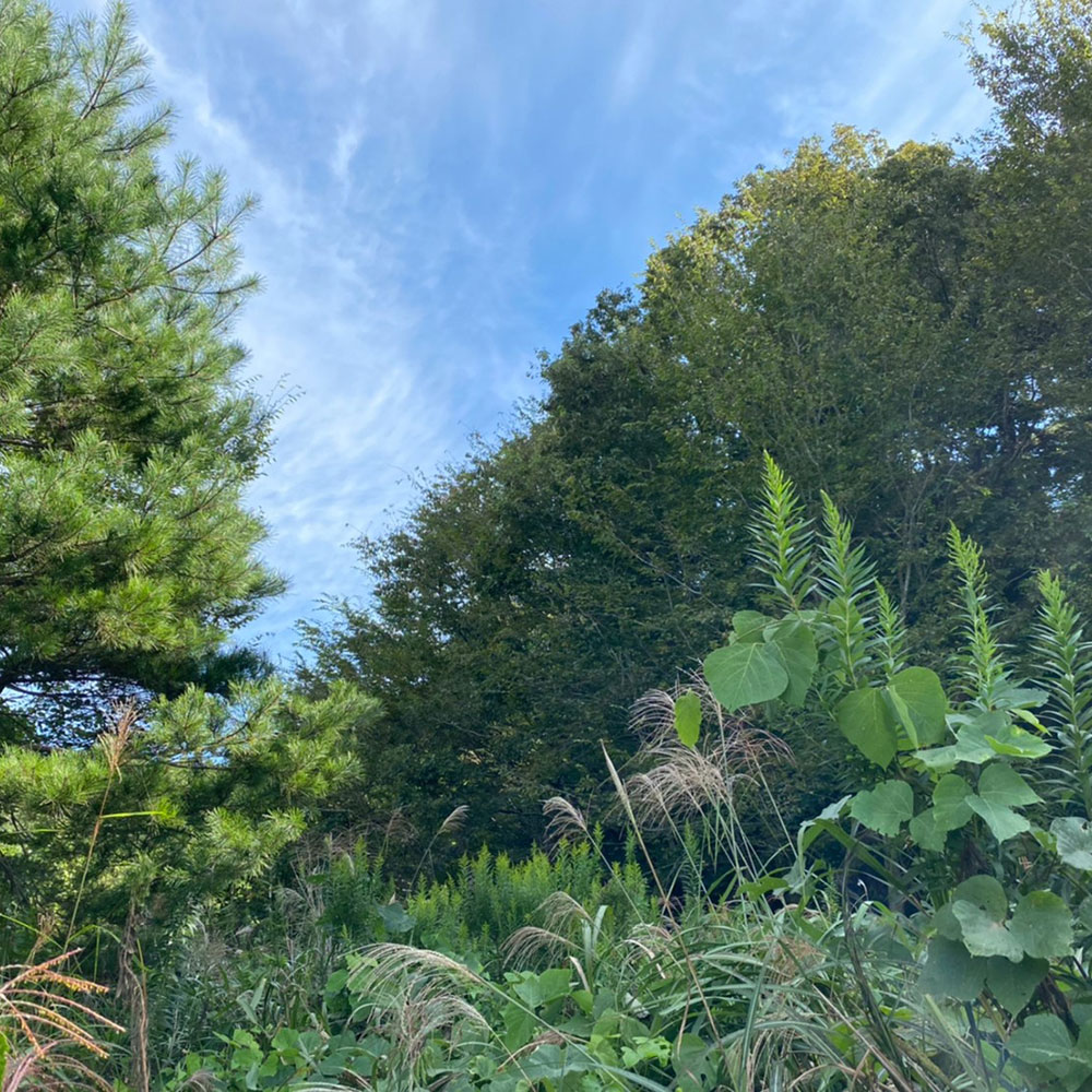 bushcraft campsite nishigo fukushima  japan