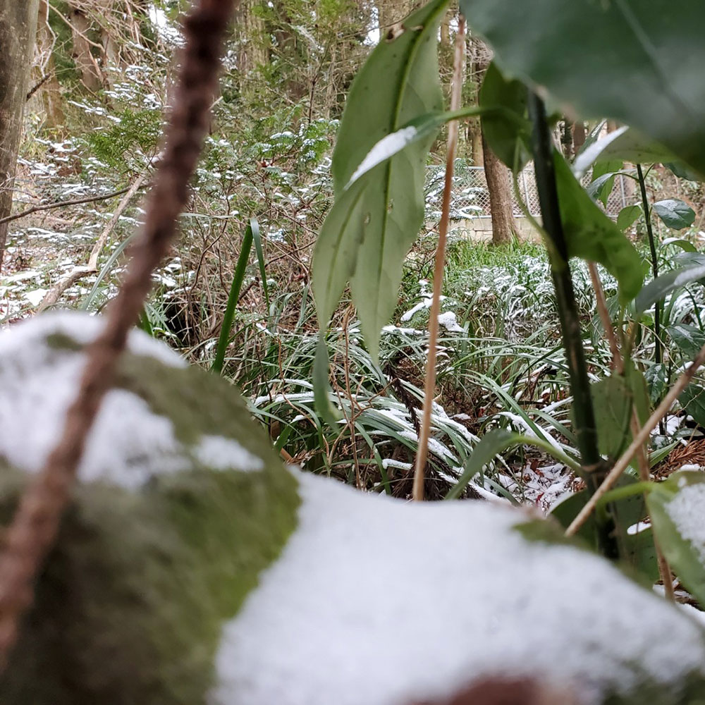 bushcraft campsite nishigo fukushima  japan