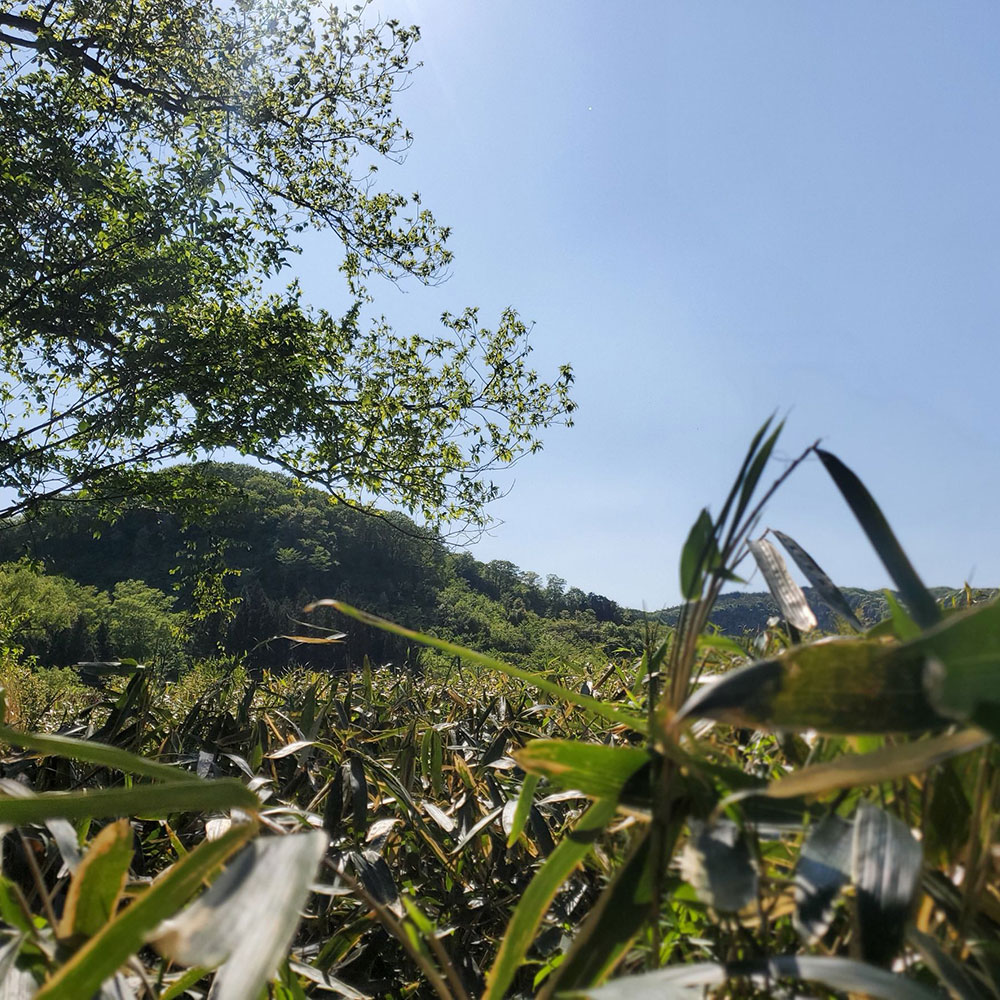 bushcraft campsite nishigo fukushima  japan
