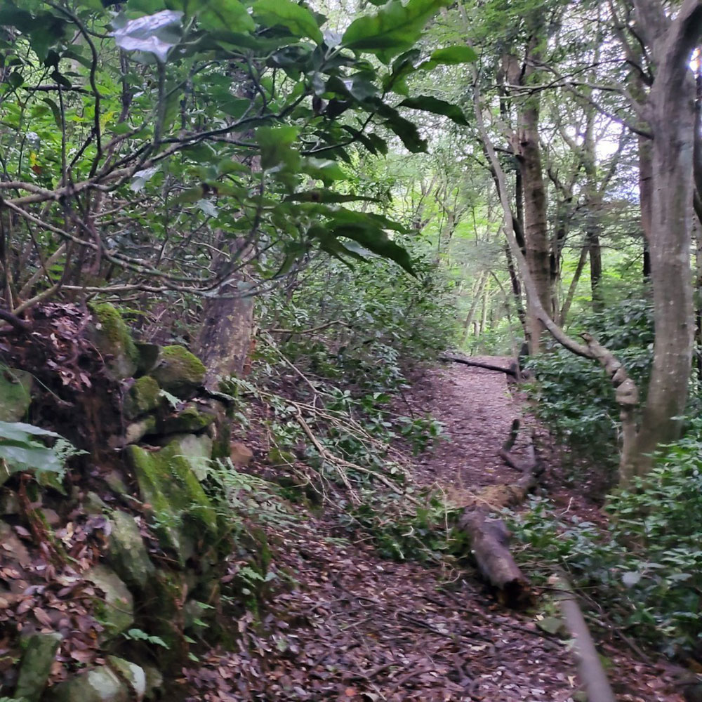 bushcraft campsite ohiradai  hakone kanagawa japan