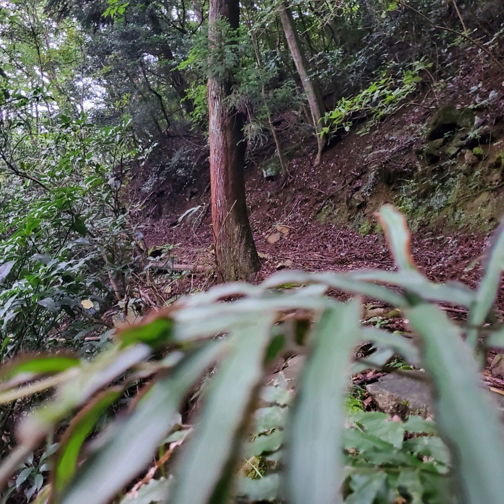 bushcraft campsite ohiradai  hakone kanagawa japan