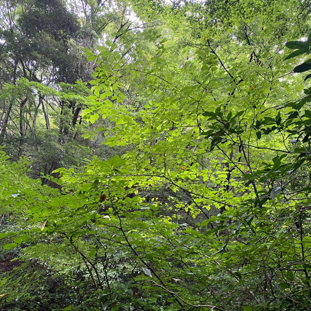bushcraft campsite ohiradai  hakone kanagawa japan