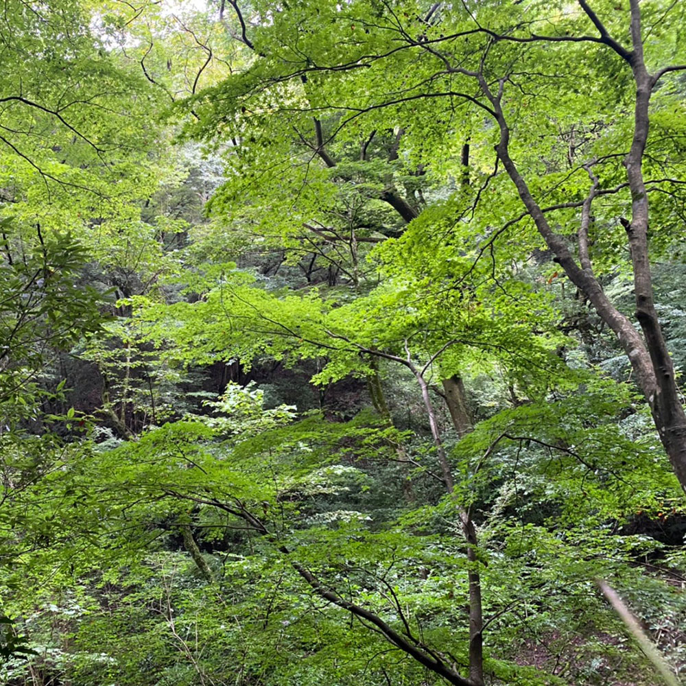 bushcraft campsite ohiradai  hakone kanagawa japan