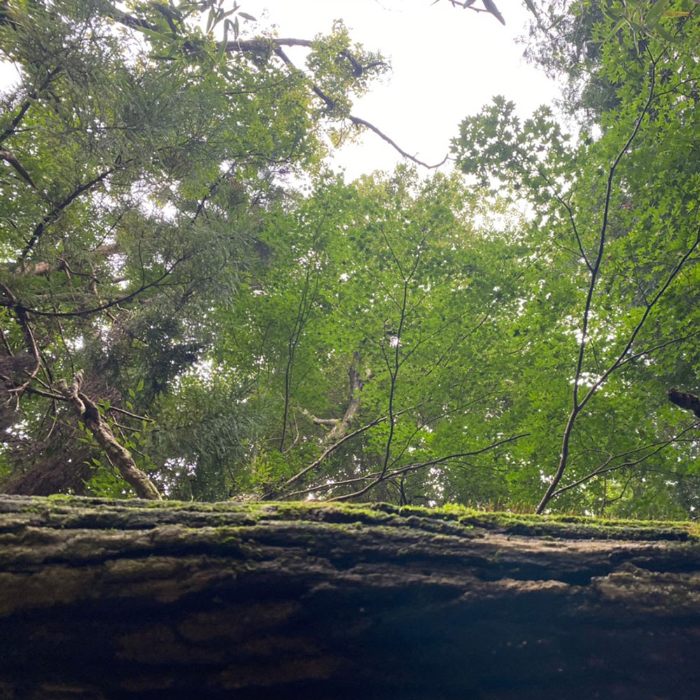 bushcraft campsite ohiradai  hakone kanagawa japan