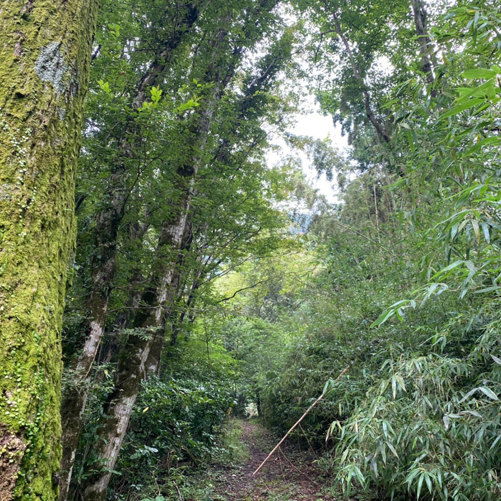 bushcraft campsite ohiradai  hakone kanagawa japan