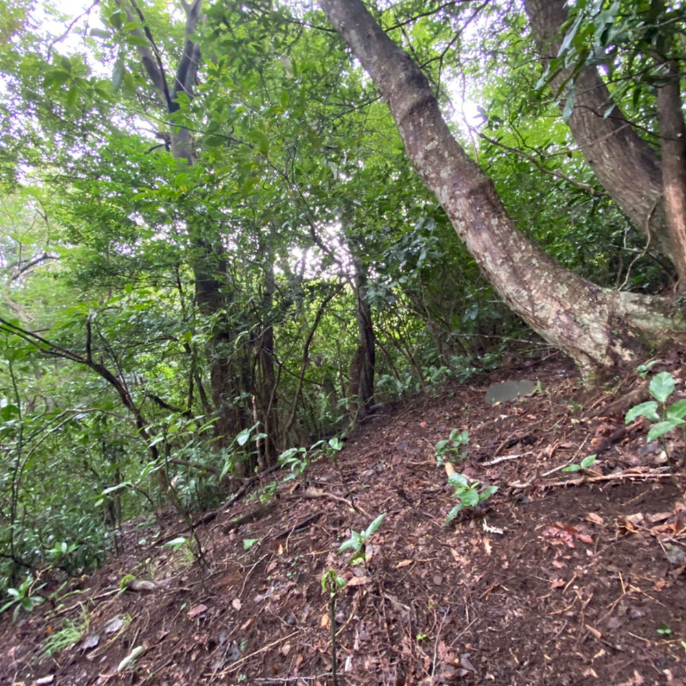 bushcraft campsite ohiradai  hakone kanagawa japan