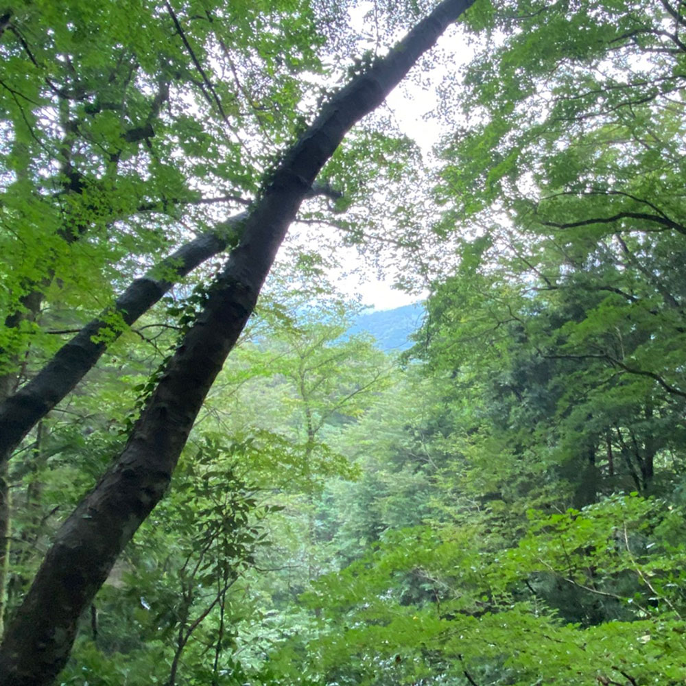 bushcraft campsite ohiradai  hakone kanagawa japan
