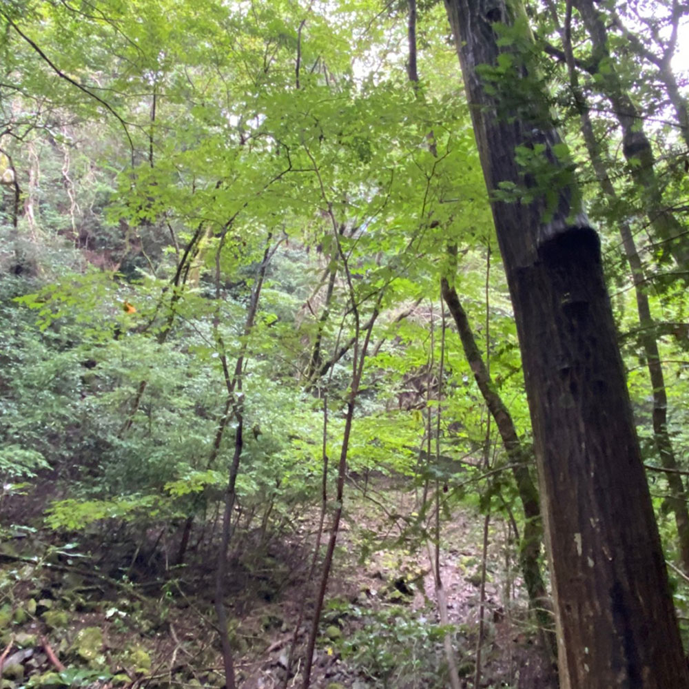 bushcraft campsite ohiradai  hakone kanagawa japan