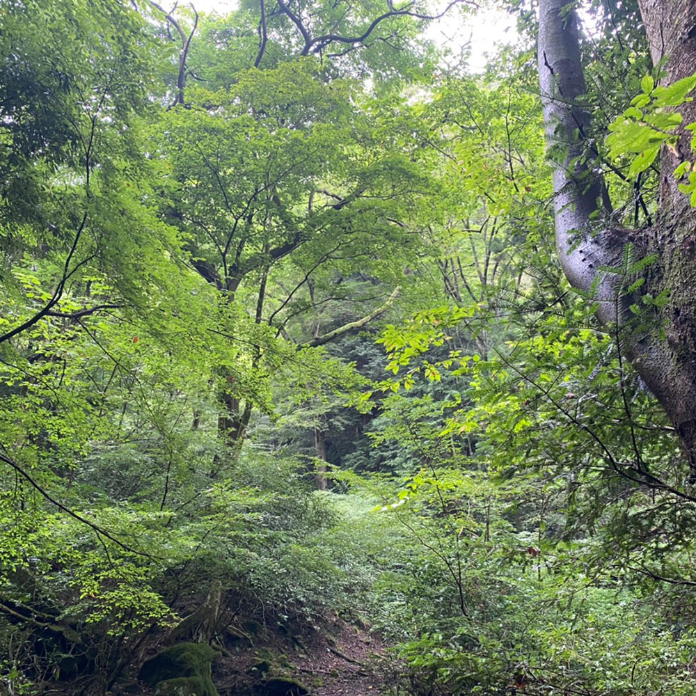 bushcraft campsite ohiradai  hakone kanagawa japan
