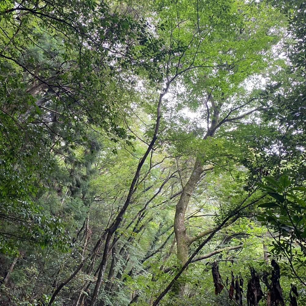 bushcraft campsite ohiradai  hakone kanagawa japan