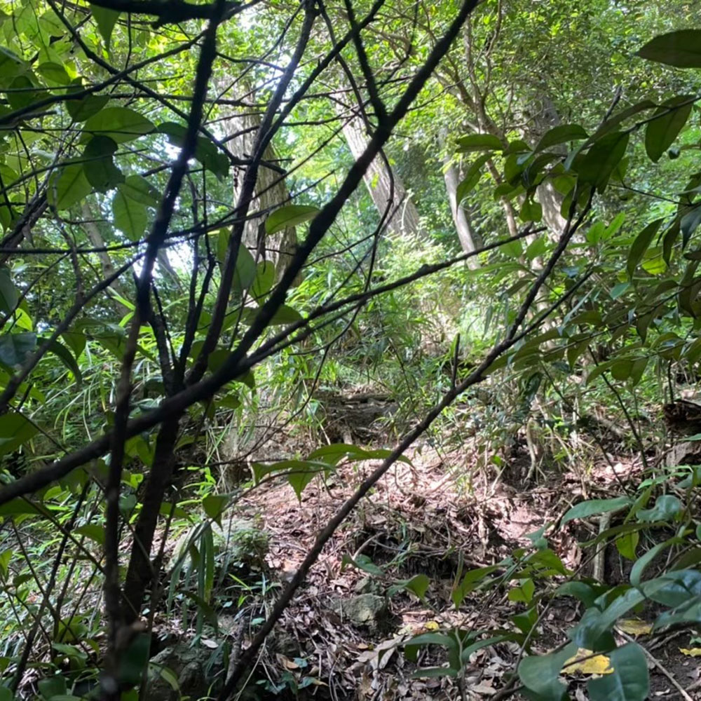 bushcraft campsite oiso shonan  kanagawa japan