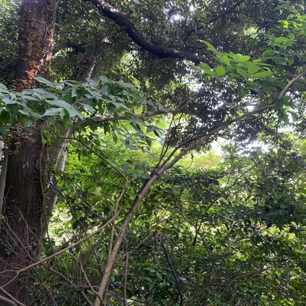bushcraft campsite oiso shonan  kanagawa japan