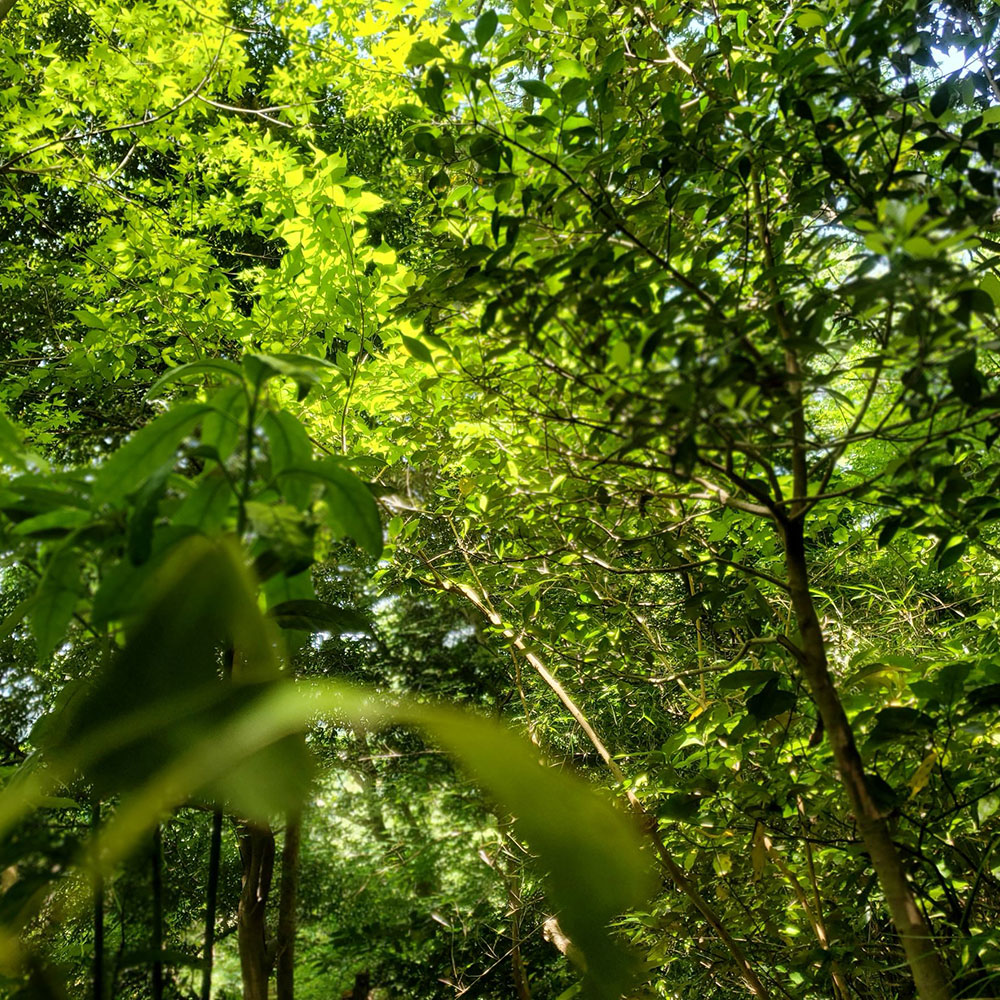 bushcraft campsite oiso shonan  kanagawa japan