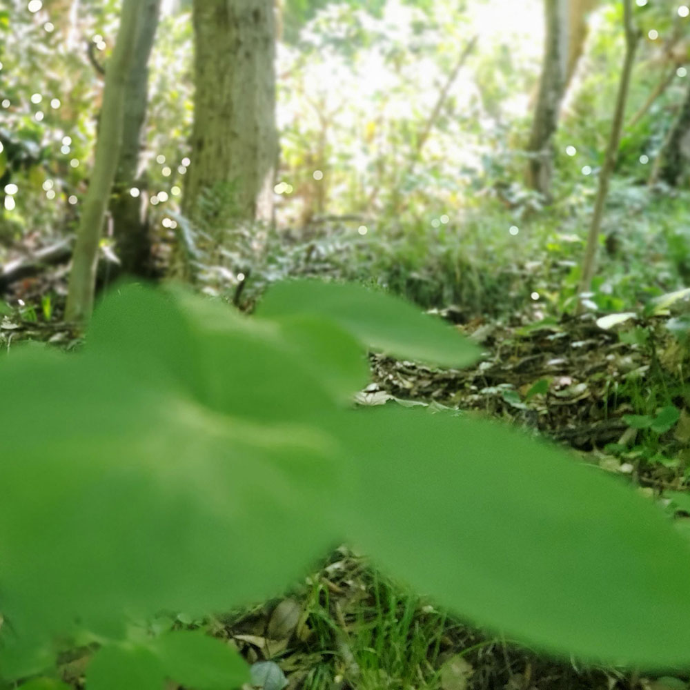 bushcraft campsite oiso shonan  kanagawa japan