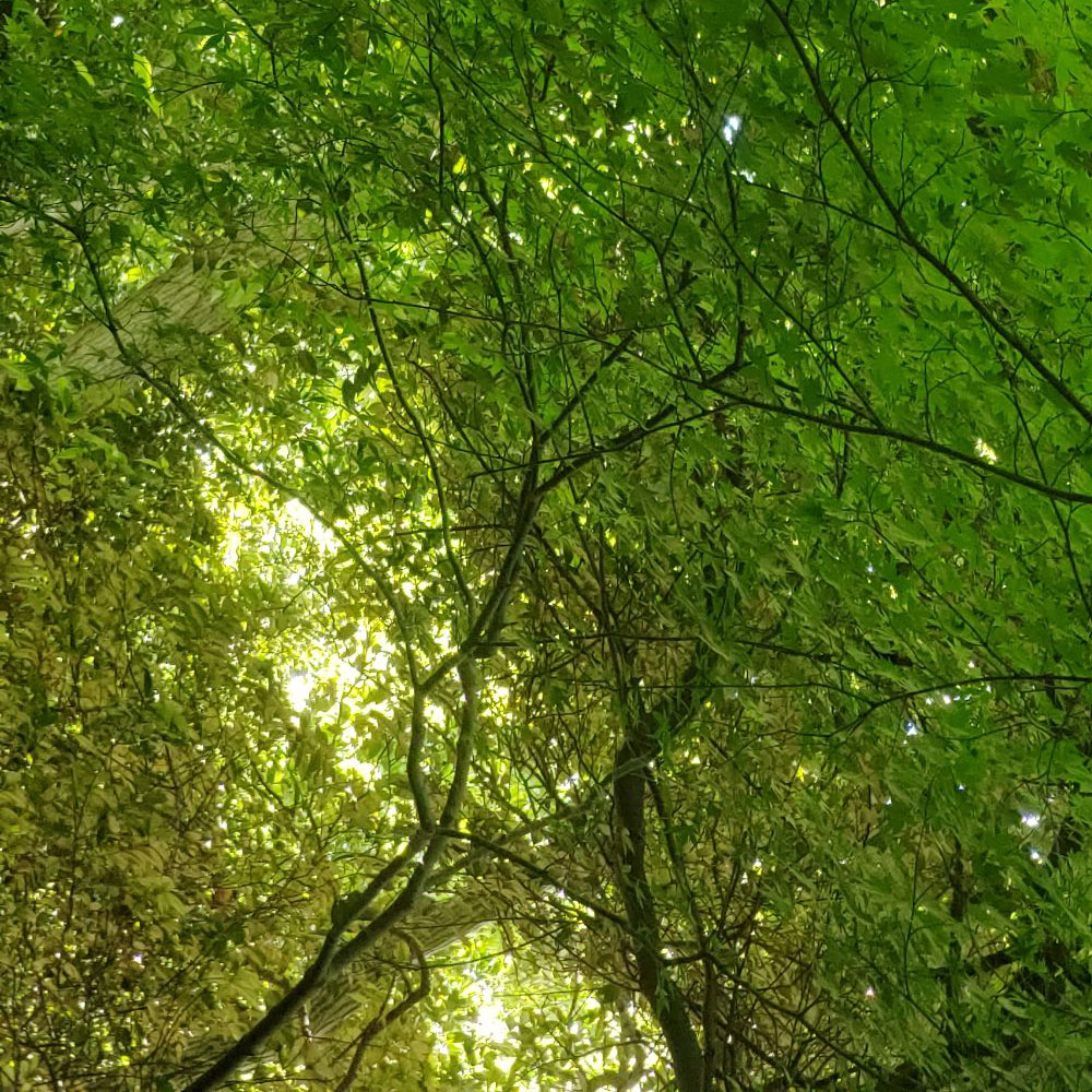 bushcraft campsite oiso shonan  kanagawa japan