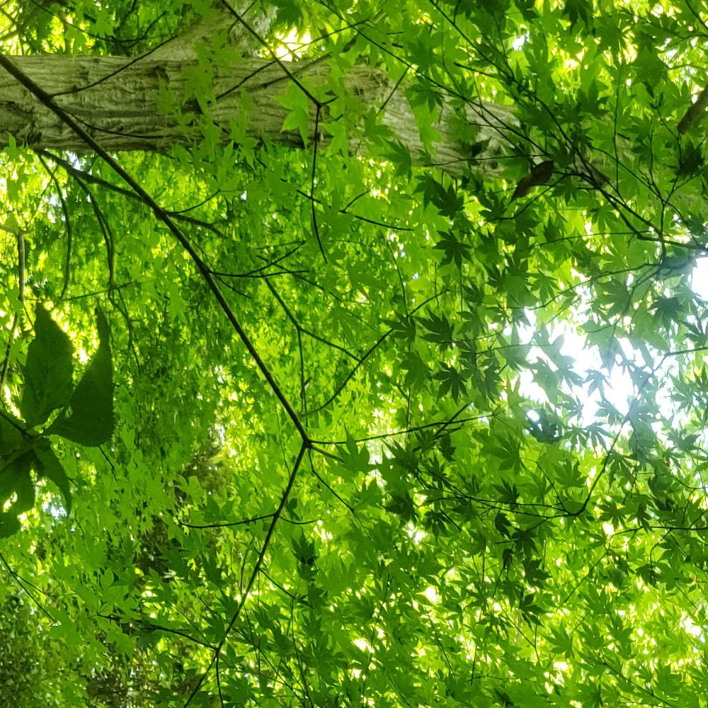 bushcraft campsite oiso shonan  kanagawa japan