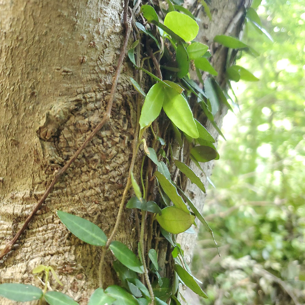 bushcraft campsite oiso shonan  kanagawa japan
