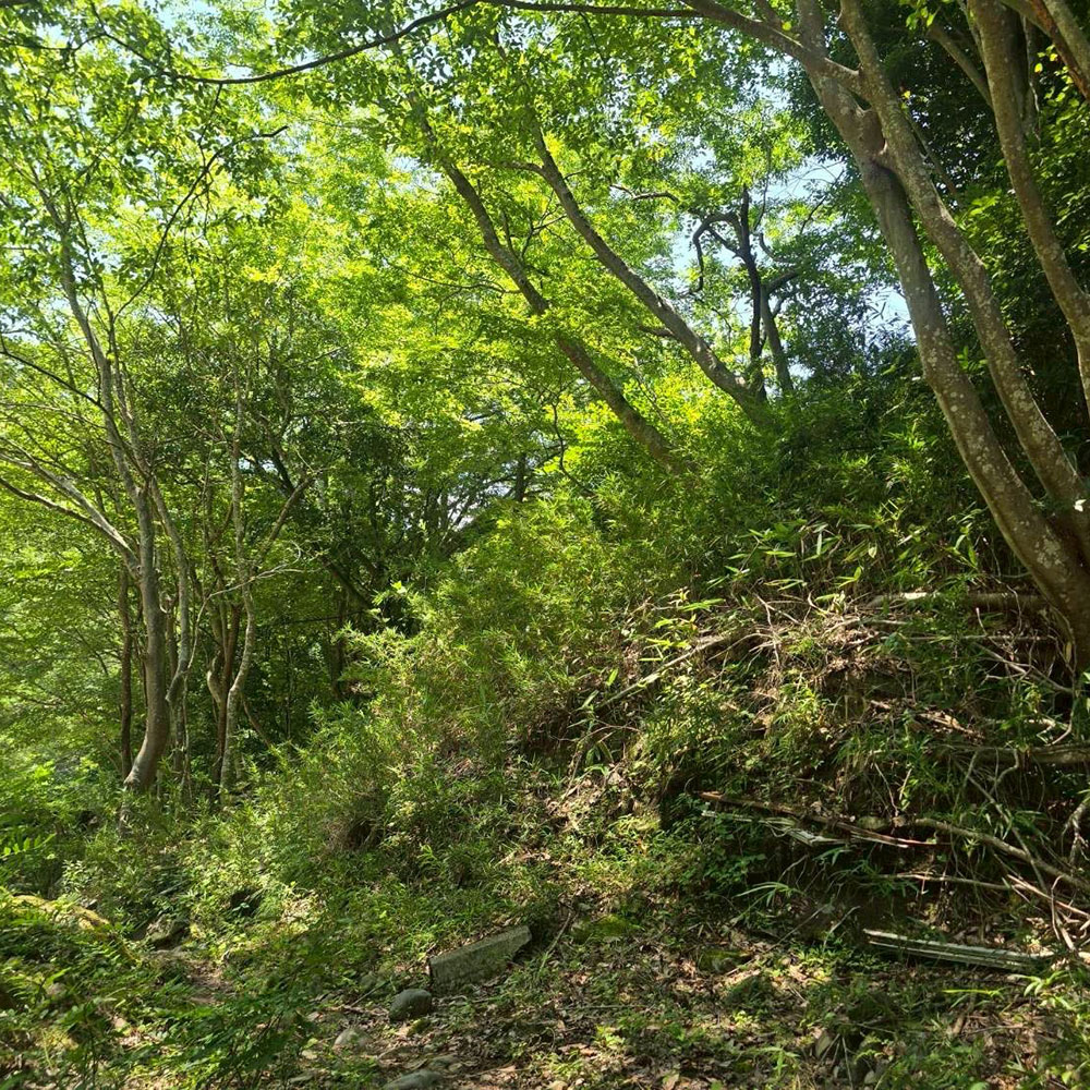 bushcraft campsite otsuki yamanashi japan