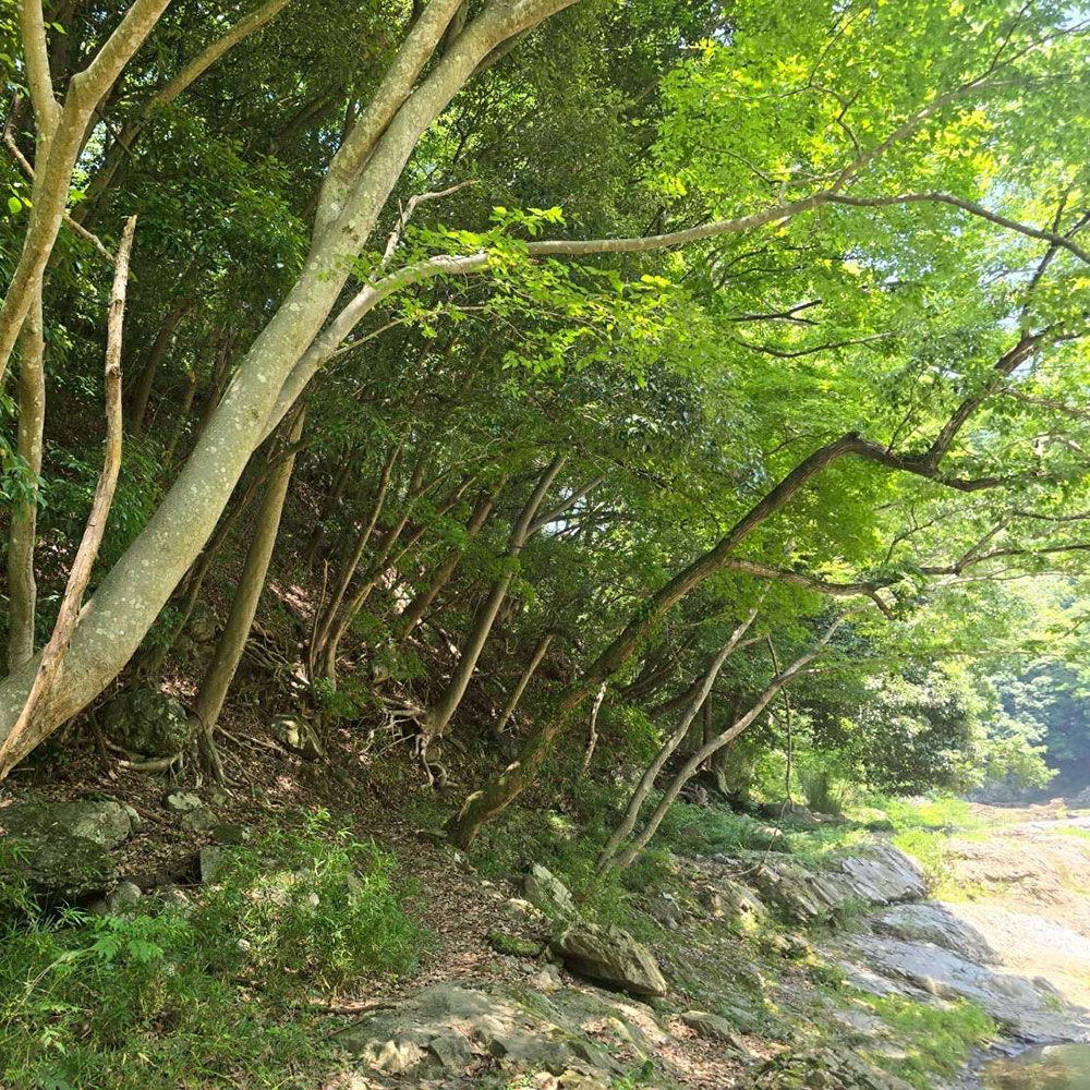 bushcraft campsite otsuki yamanashi japan