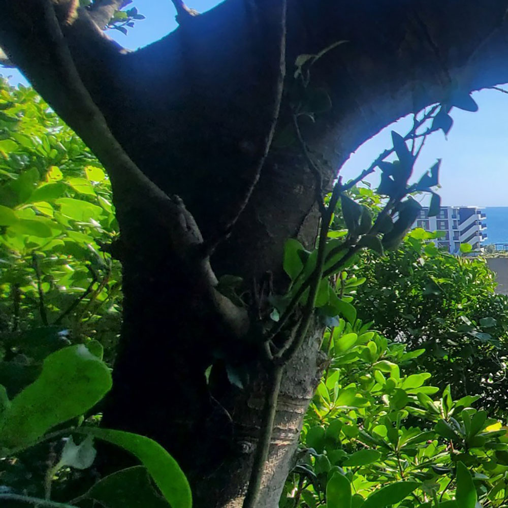 bushcraft campsite sajima yokosuka kanagawa japan