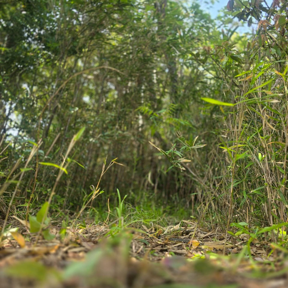 bushcraft campsite sajima yokosuka kanagawa japan