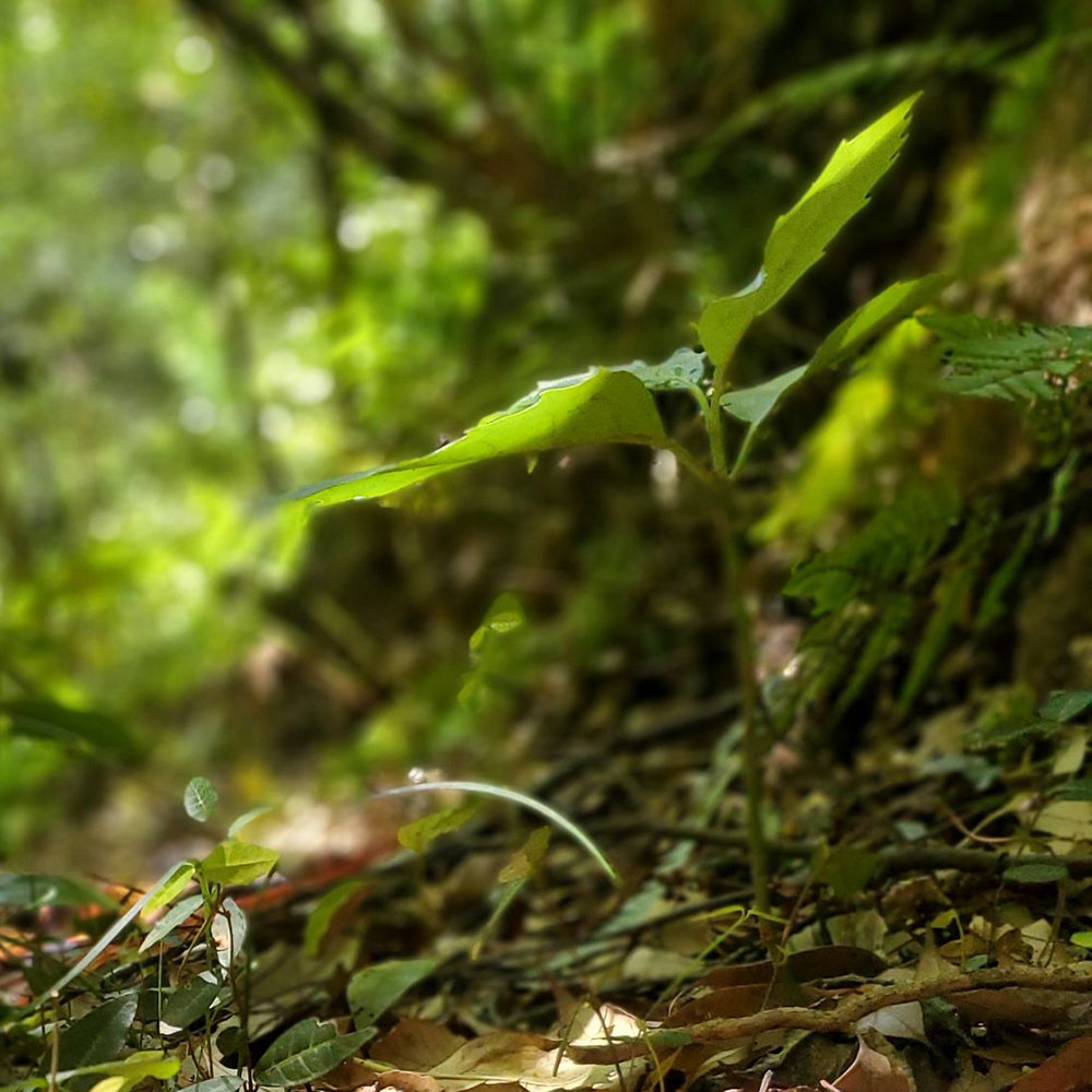 bushcraft campsite shonan takatori yokosuka kanagawa japan