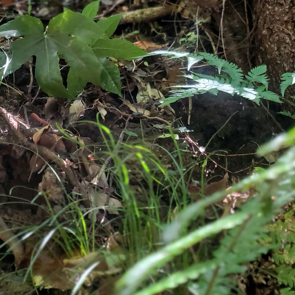 bushcraft campsite shonan takatori yokosuka kanagawa japan