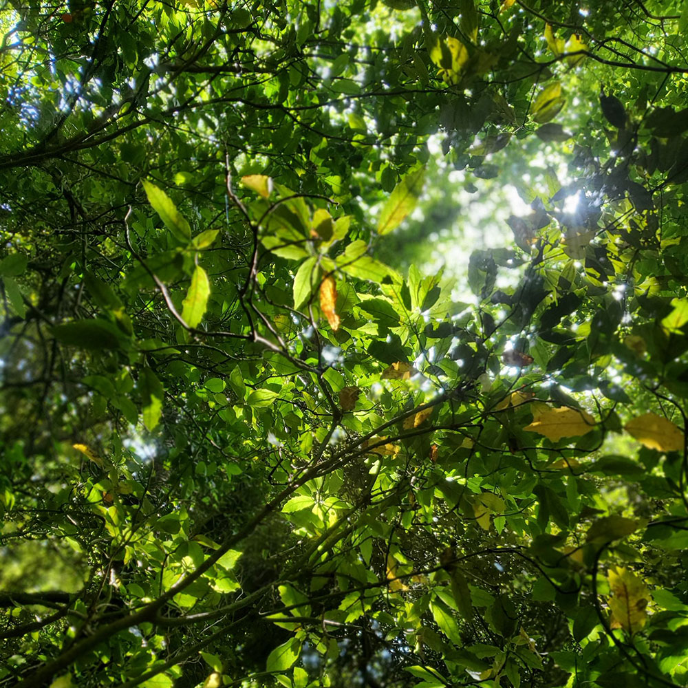 bushcraft campsite shonan takatori yokosuka kanagawa japan