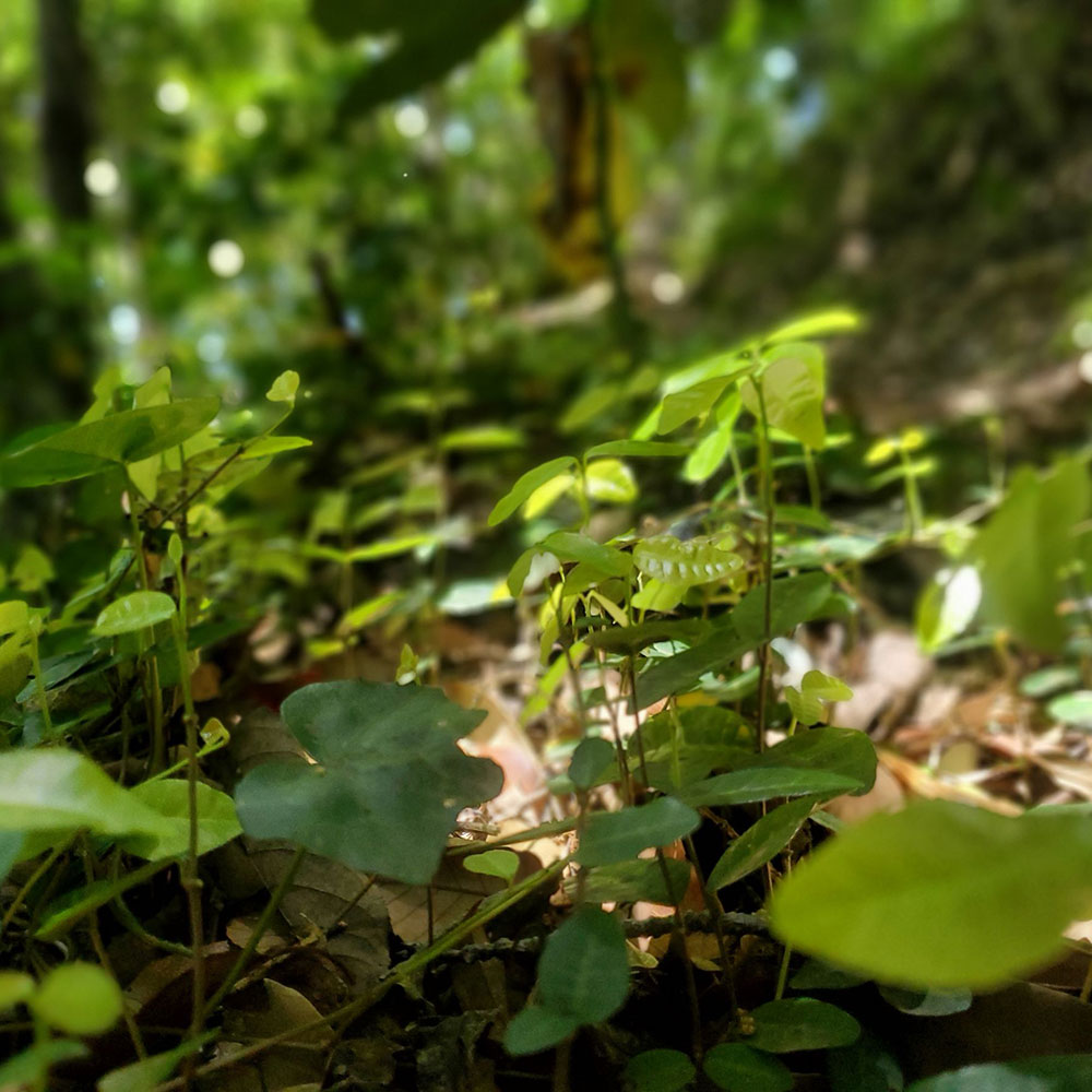 bushcraft campsite shonan takatori yokosuka kanagawa japan