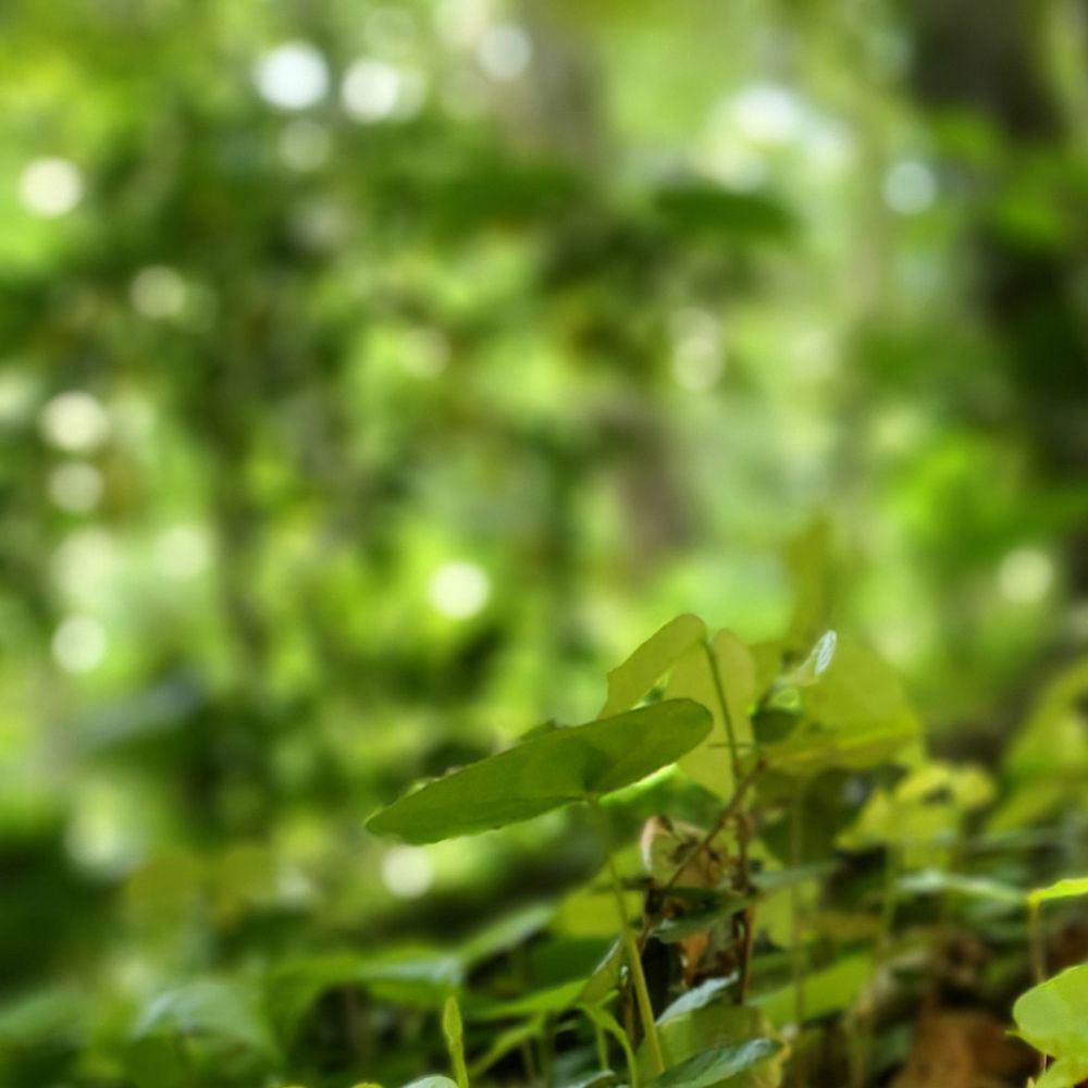 bushcraft campsite shonan takatori yokosuka kanagawa japan