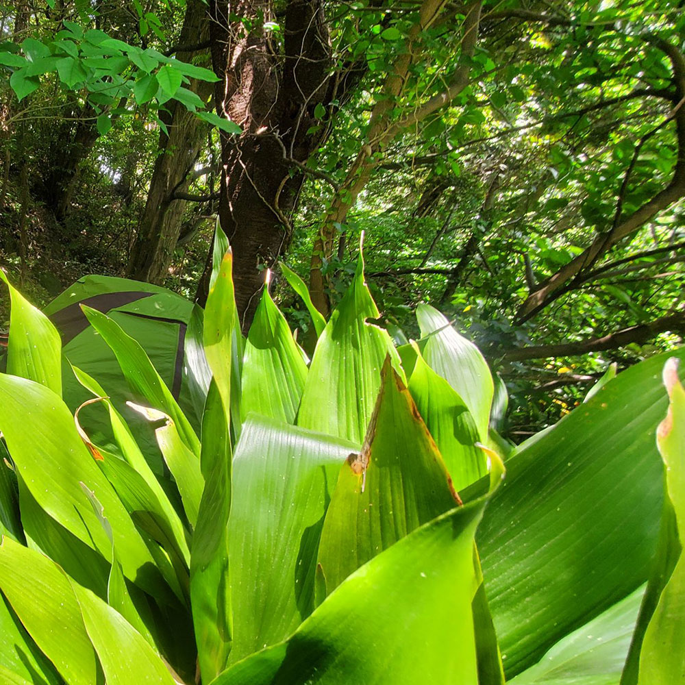 bushcraft campsite shonan takatori yokosuka kanagawa japan