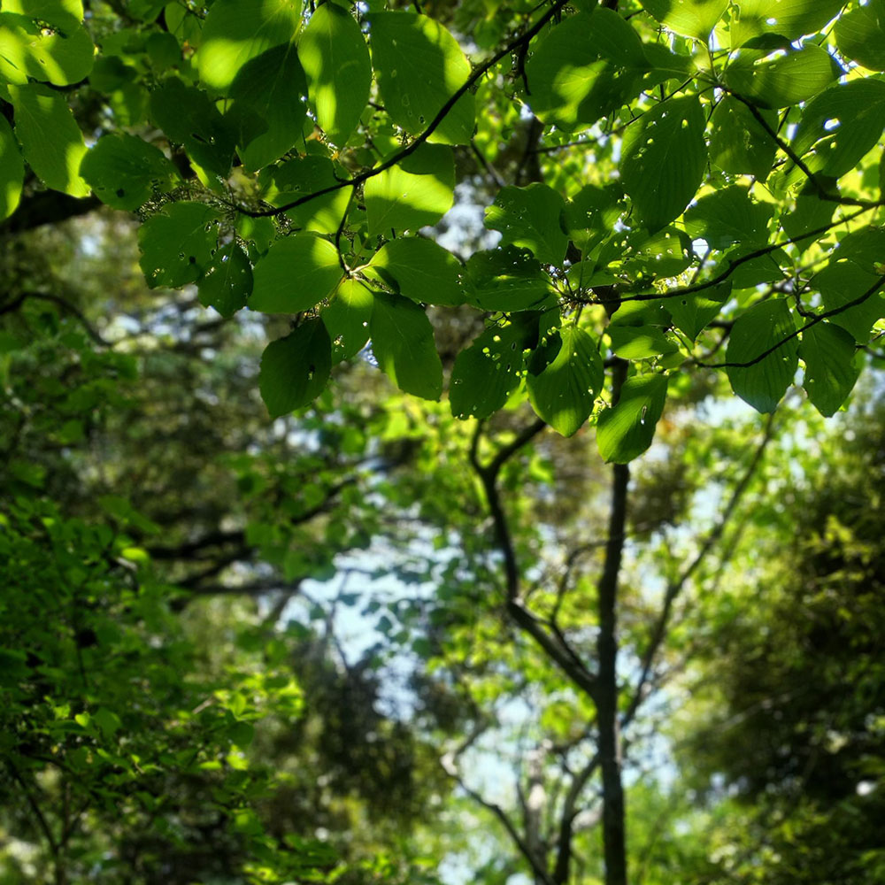 bushcraft campsite shonan takatori yokosuka kanagawa japan