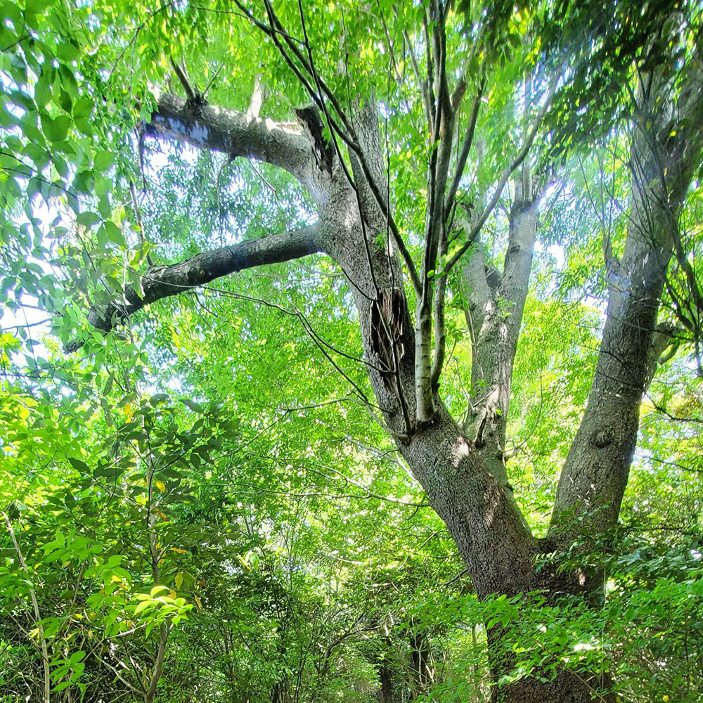bushcraft campsite shonan takatori yokosuka kanagawa japan