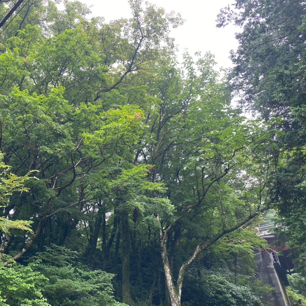 bushcraft campsite sukumogawa hakone kanagawa japan