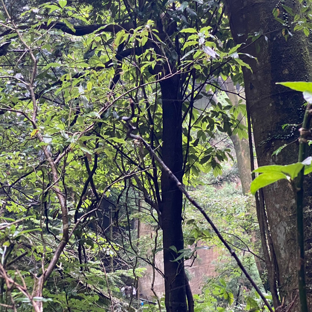bushcraft campsite sukumogawa hakone kanagawa japan