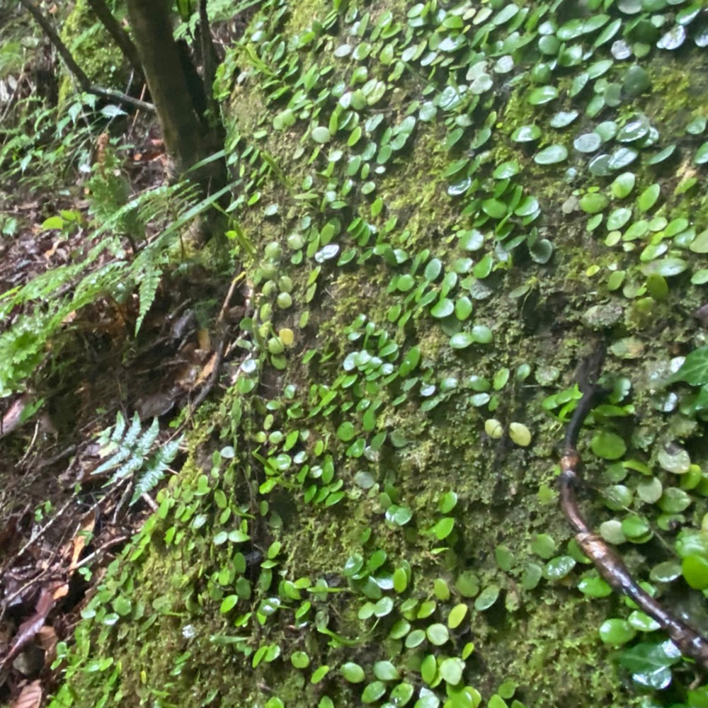 bushcraft campsite sukumogawa hakone kanagawa japan