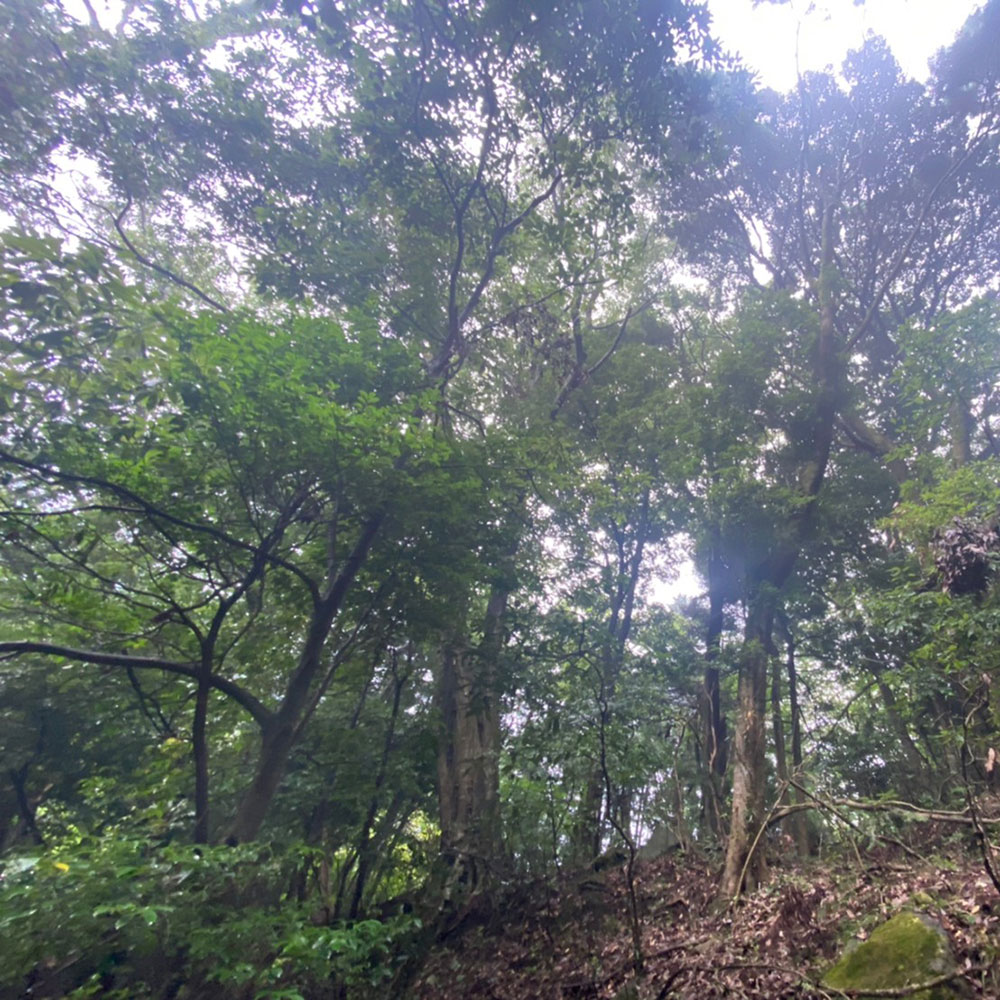 bushcraft campsite sukumogawa hakone kanagawa japan