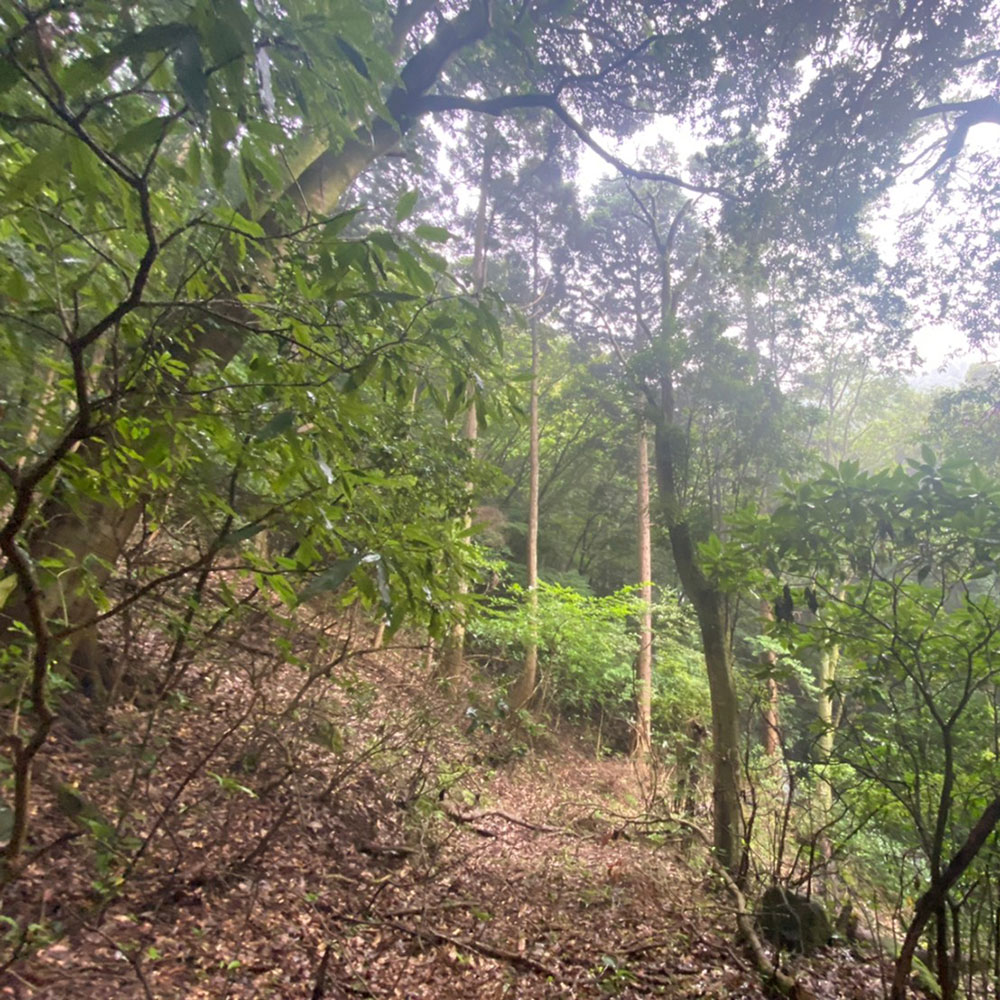 bushcraft campsite sukumogawa hakone kanagawa japan