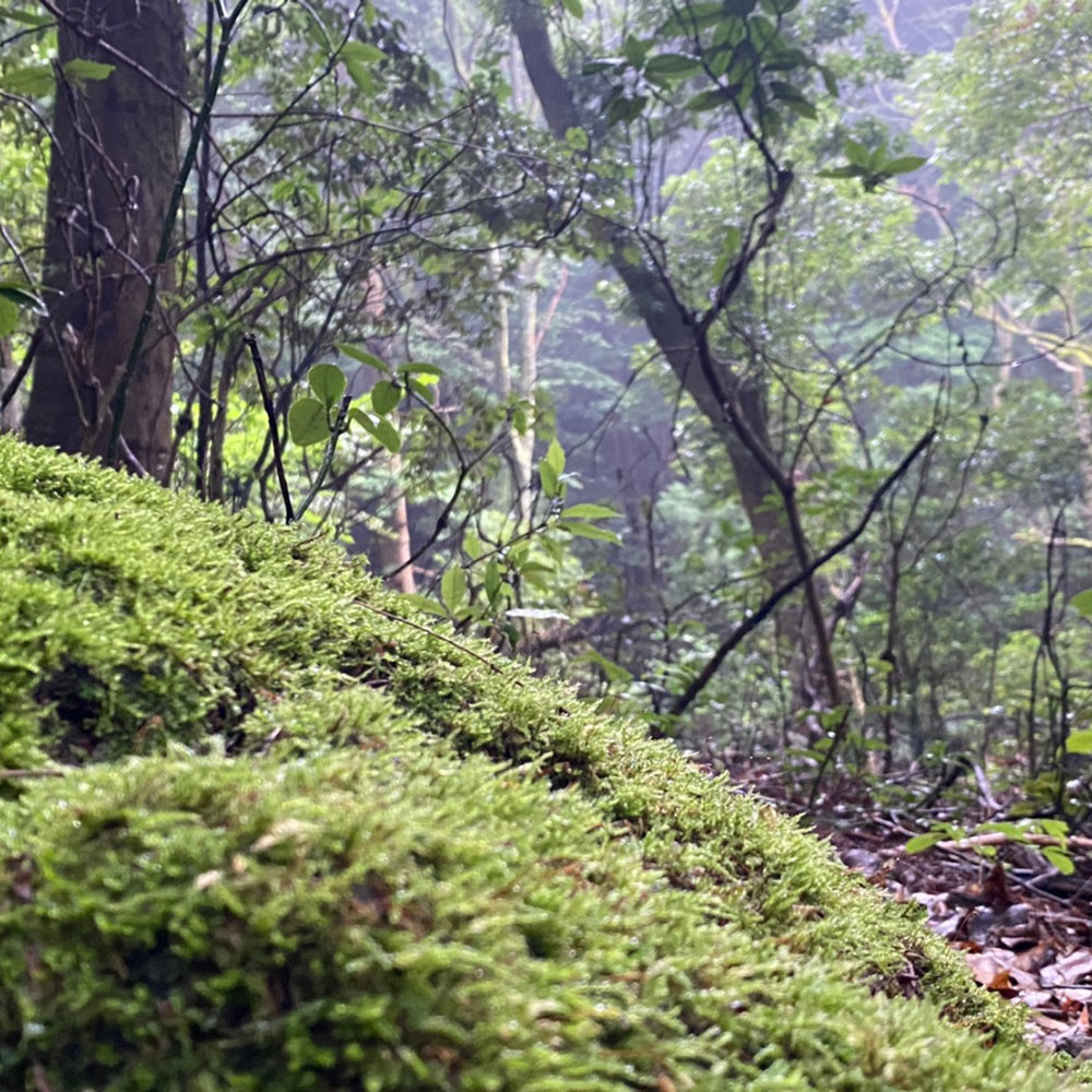 bushcraft campsite sukumogawa hakone kanagawa japan