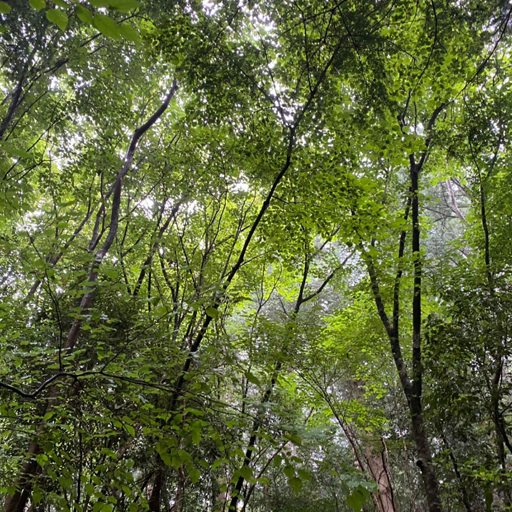 bushcraft campsite sukumogawa hakone kanagawa japan