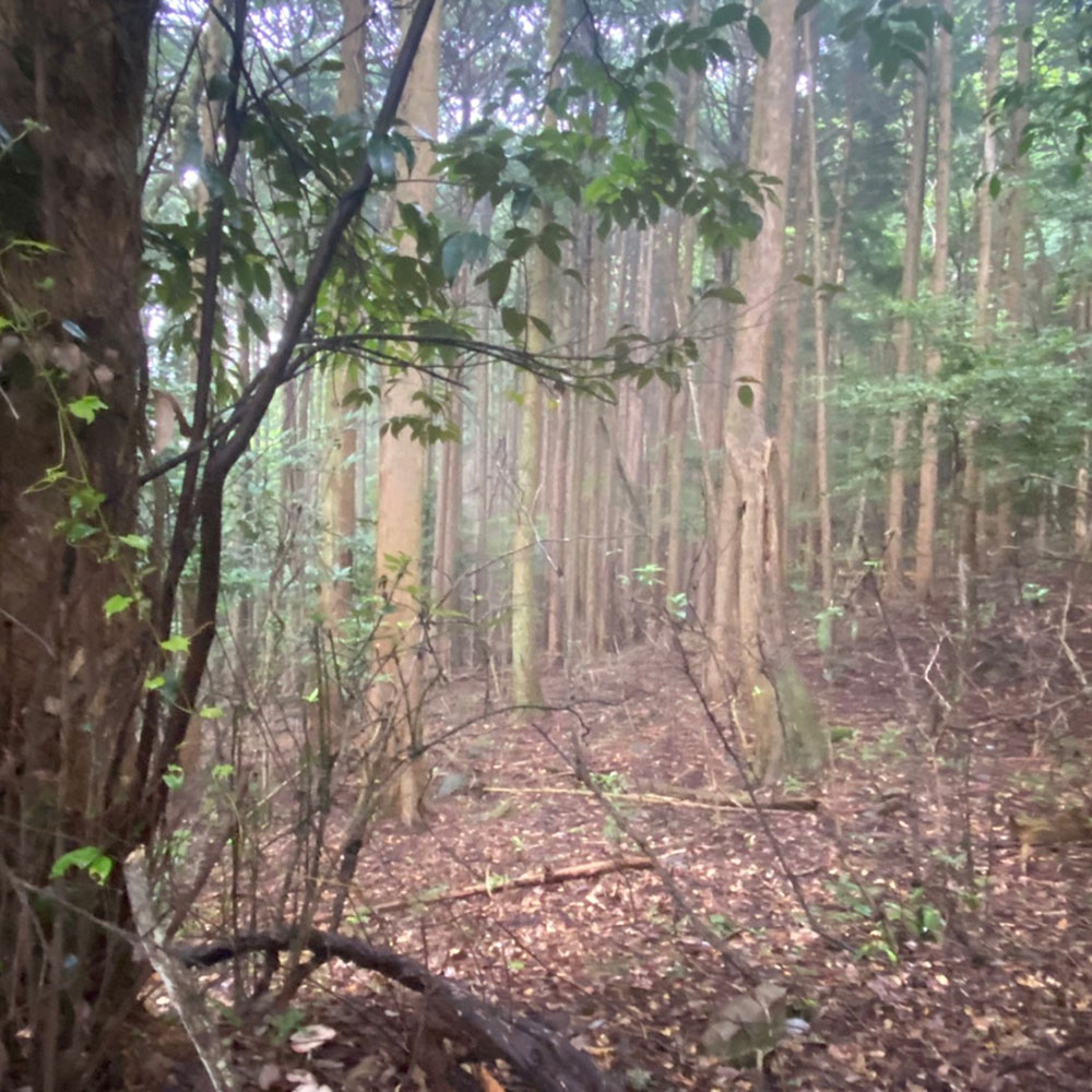 bushcraft campsite sukumogawa hakone kanagawa japan