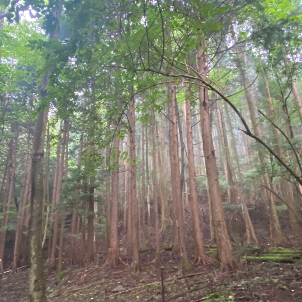 bushcraft campsite sukumogawa hakone kanagawa japan