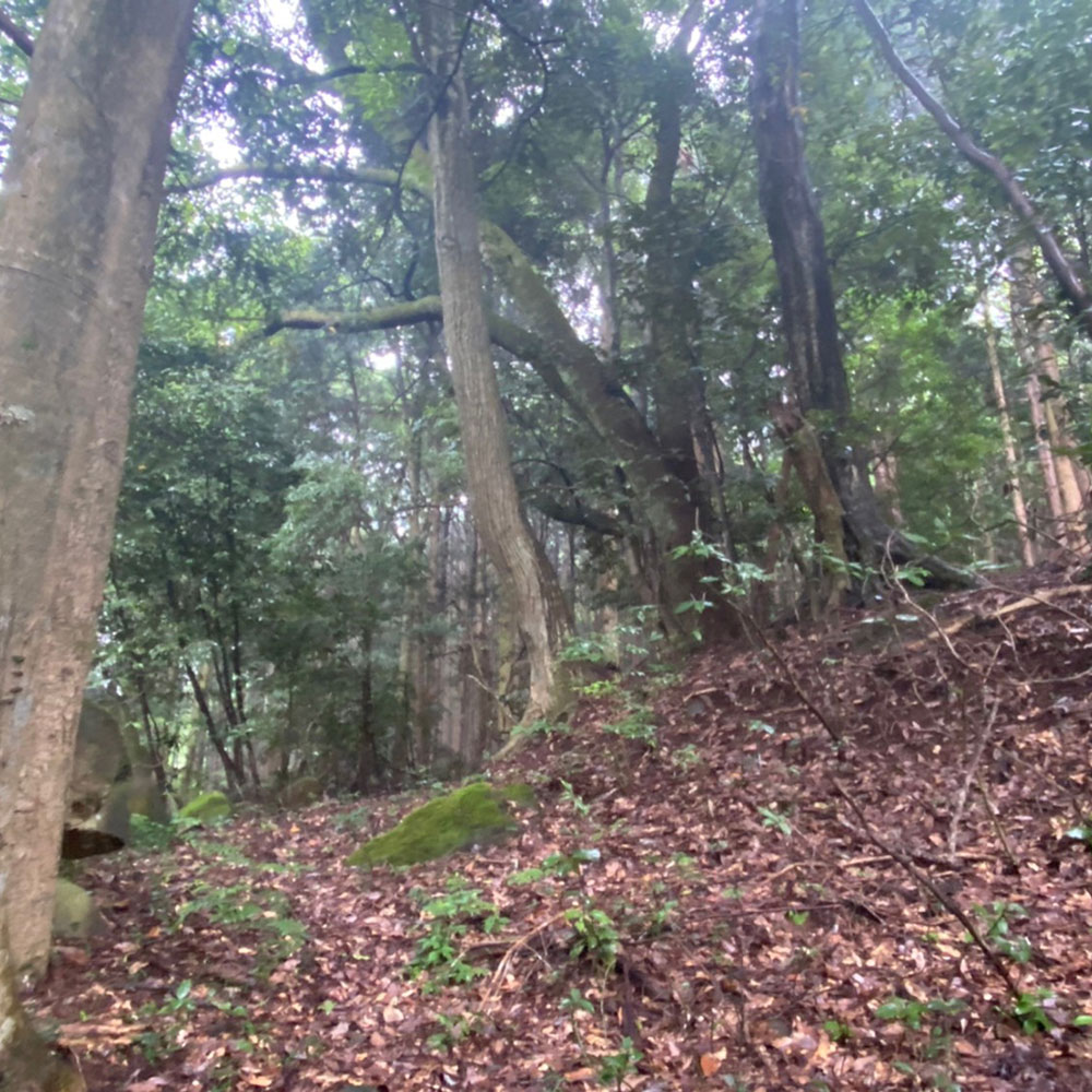 bushcraft campsite sukumogawa hakone kanagawa japan